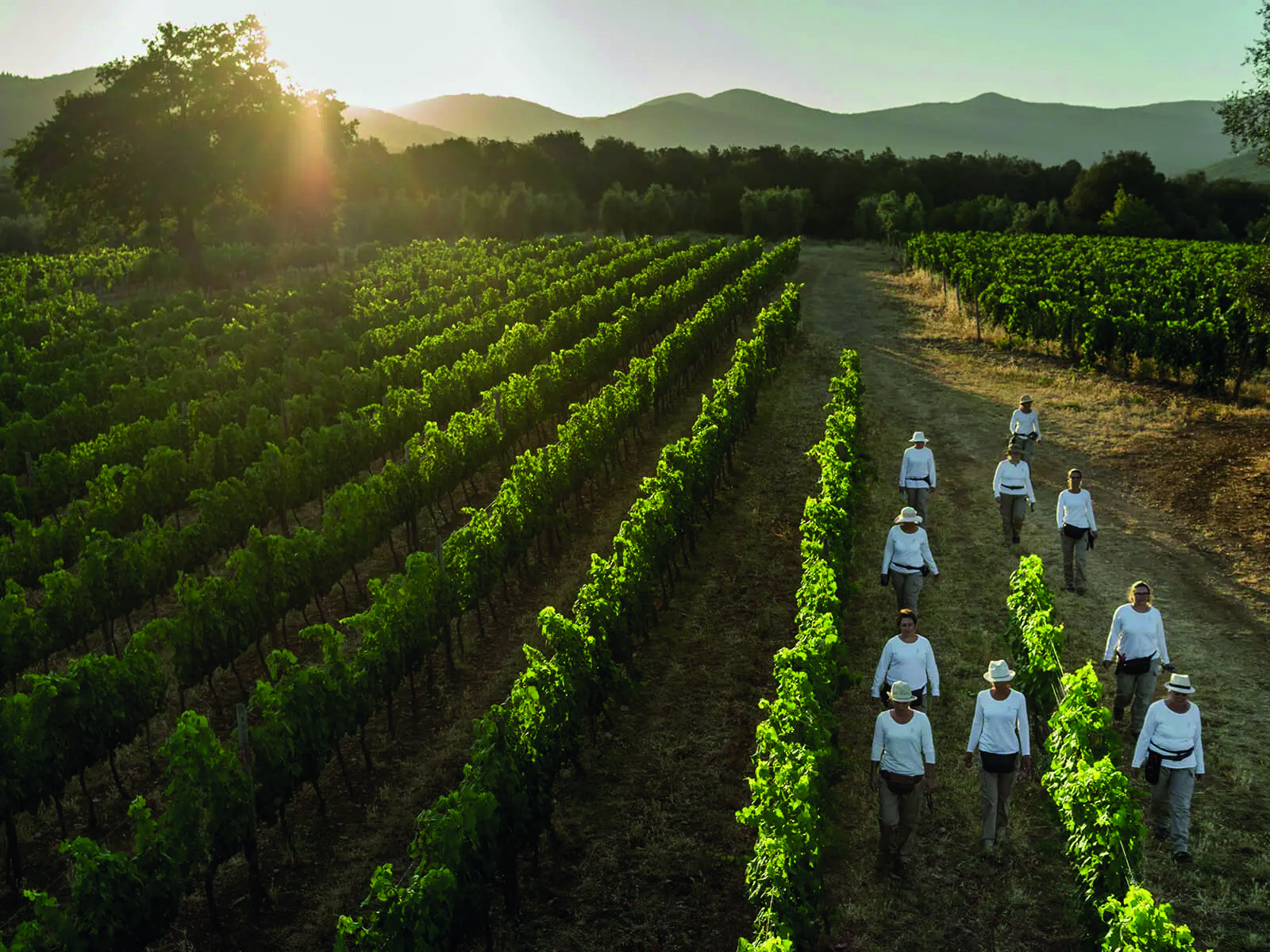 0000533_6_1600x1200_PEOPLE-IN-VINEYARD